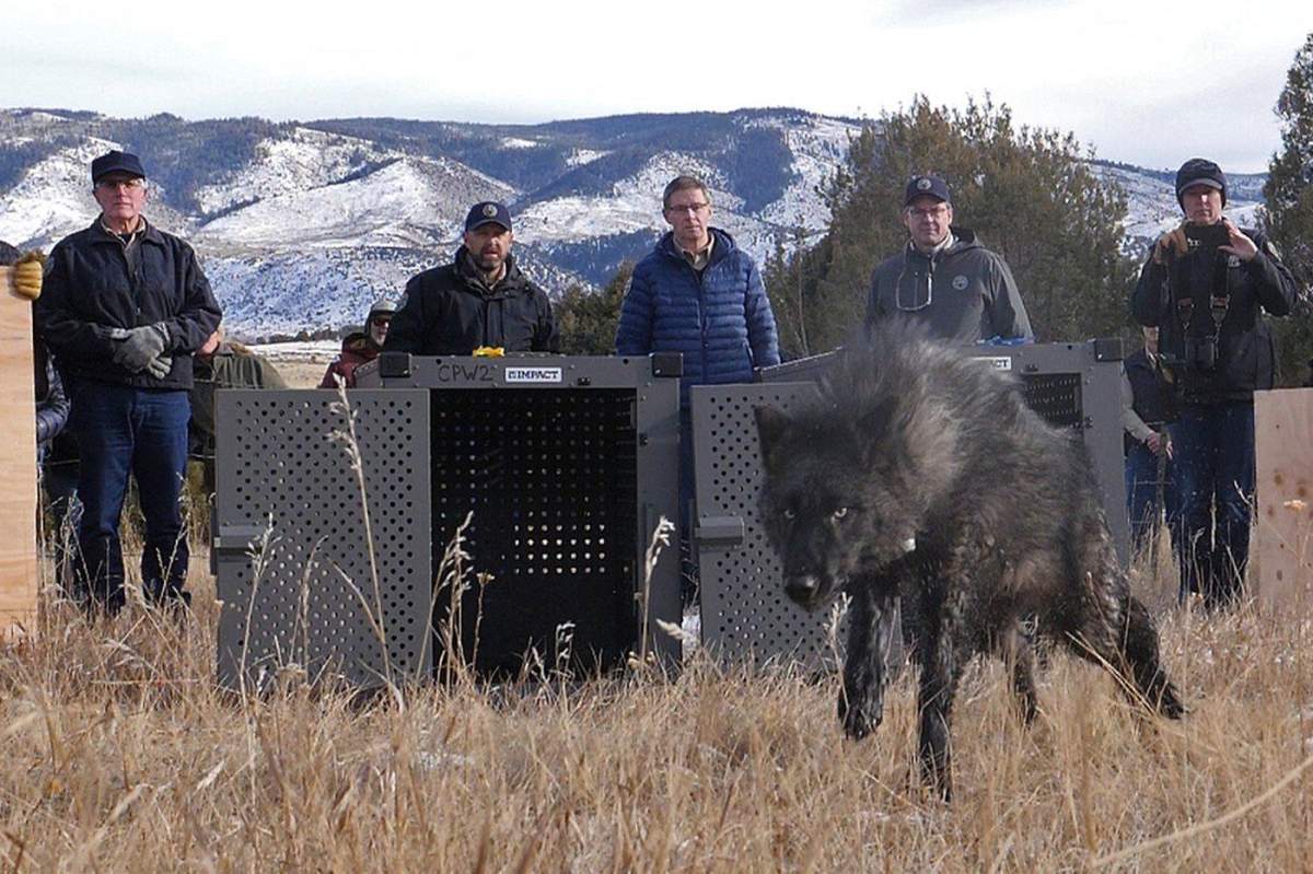 FILE - In this photo provided by Colorado Parks and Wildlife, wildlife officials release five gray wolves onto public land in Grand County, Colo., Monday, Dec. 18, 2023. (Colorado Natural Resources via AP, File).