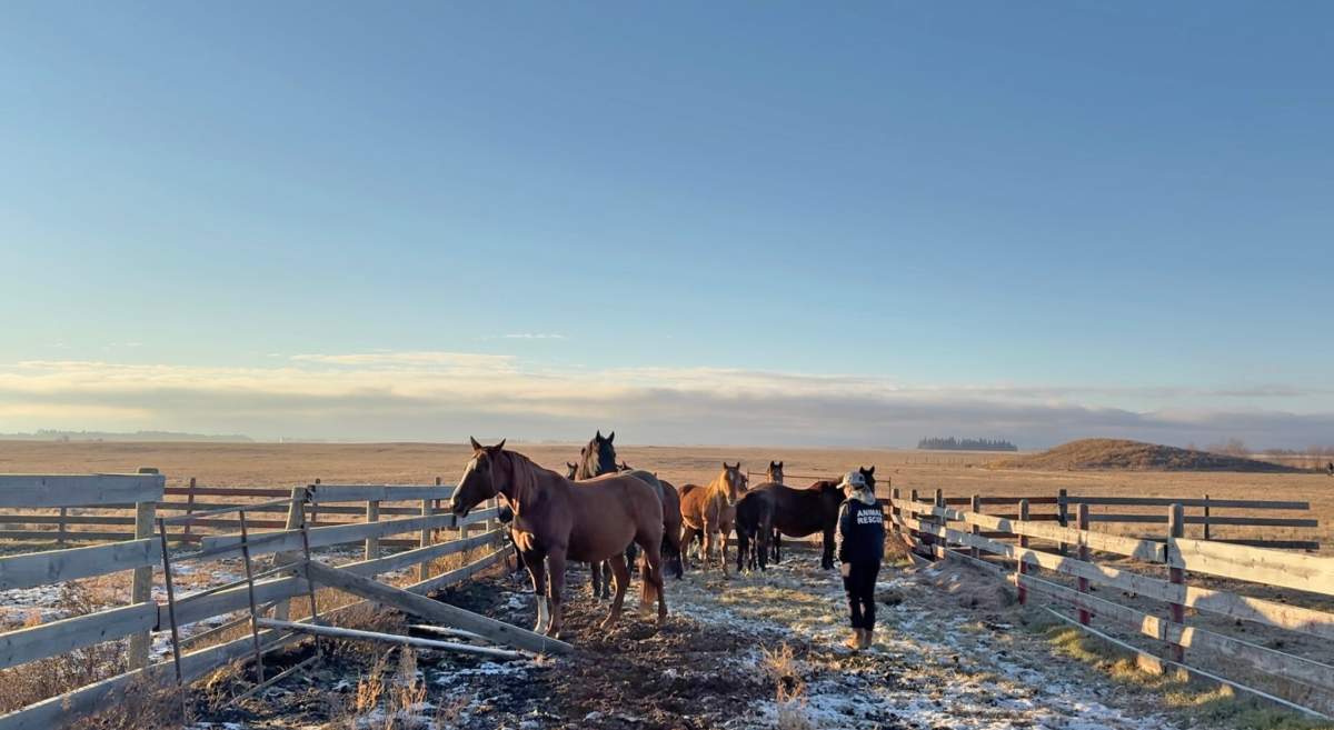 A photo provided by AARCS showing some of the horses it says were seized during the animal rescue.