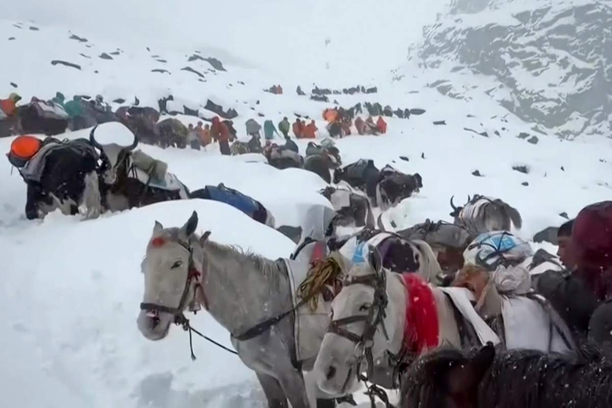In this photo taken Oct. 4, 2025 and released by Lingsuiye, villagers with their oxen and horses ascend the mountain during rescue efforts to reach hundreds of hikers trapped by heavy snow at tourist campsites on a slope of Mount Everest in Tibet on Sunday, Oct. 5, 2025.