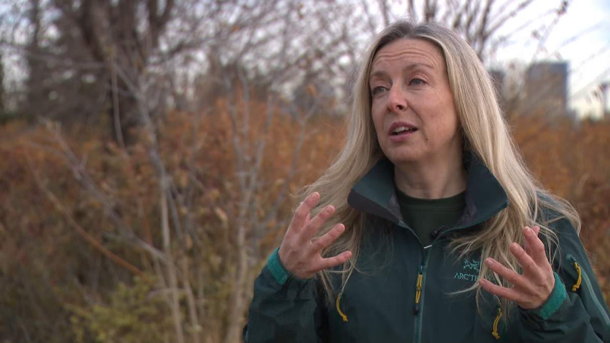 Bear safety expert Kim Tichner, who runs a company called Bear Safety and More, says given the warm fall weather this year in southern Alberta, its no surprise that there are bears still active that haven't gone into hibernation yet.