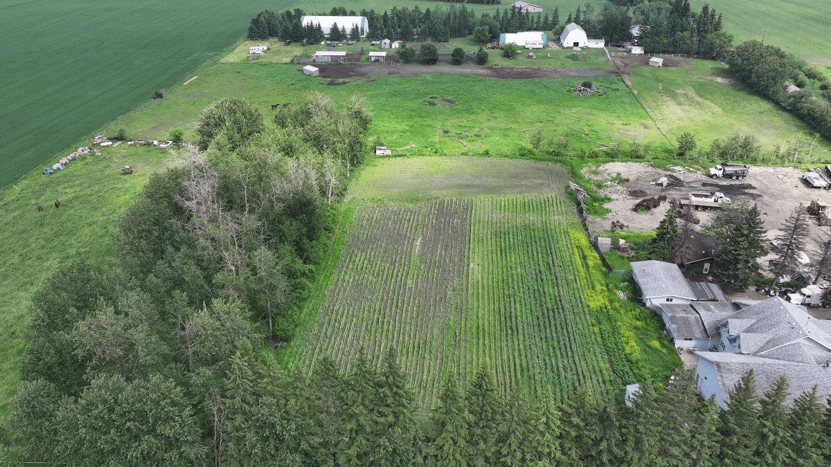 Edmonton police found around 60,000 opium poppy plants being grown on an acreage near 34 Street and 195 Avenue in the city's northeast on July 4, 2025.