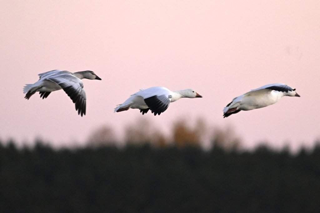 Alberta's deputy chief provincial veterinarian, Hussein Keshwani, says a golden retriever-poodle cross is believed to have been infected with avian flu after scavenging on the carcass of a snow goose in November.