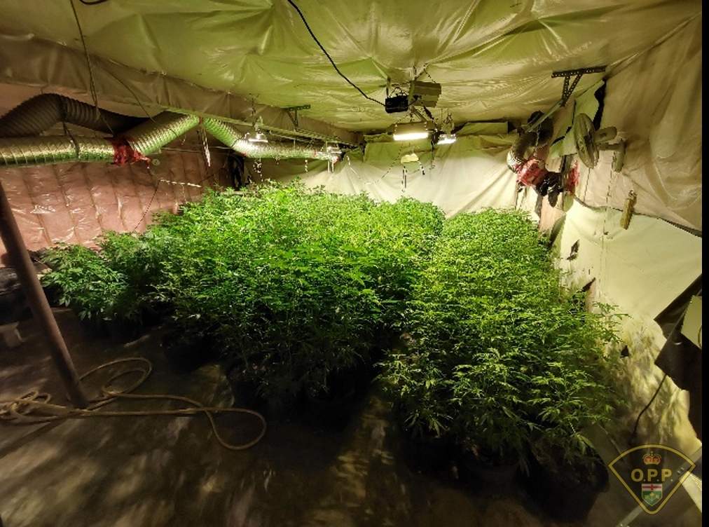 Investigators discovered a large greenhouse operation containing cannabis plants in various stages of growth.