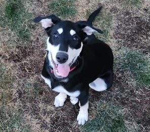 A puppy SCARS recently took in.