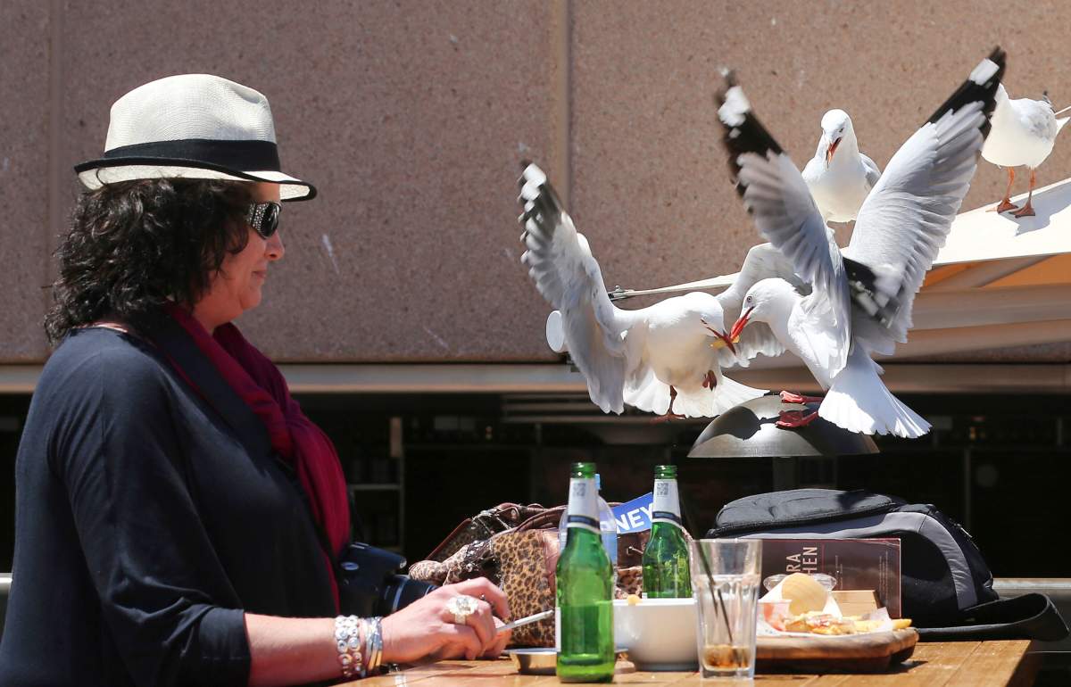 FILE - A woman watches as two seagulls fight over a fry stolen off her lunch plate in Sydney, Australia.