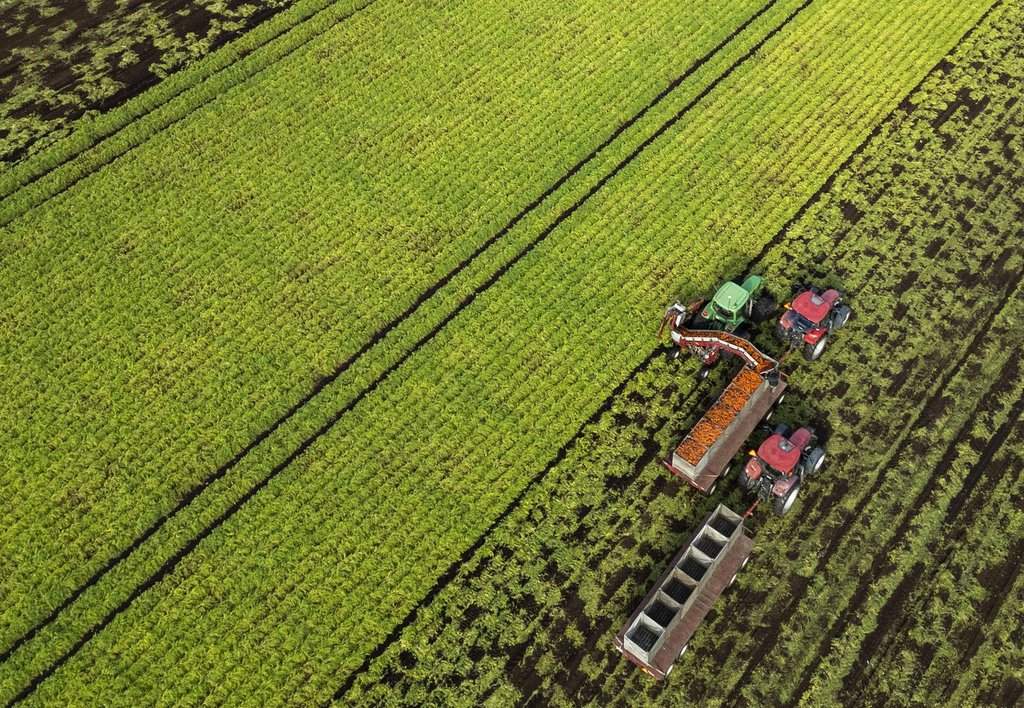 An aerial view shows carrots being harvested at Mas & Fils Jardiniers, in St-Michel, Que., on Friday, Oct. 24, 2025. THE CANADIAN PRESS/Christinne Muschi.