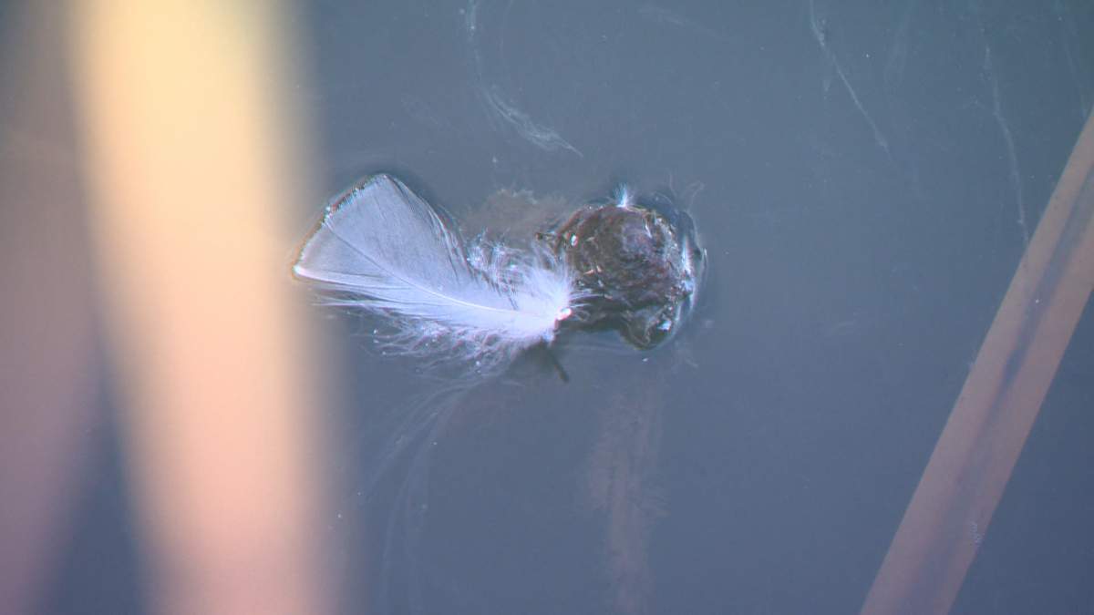 A dead goose seen floating in a pond in the town of High River, Alta.