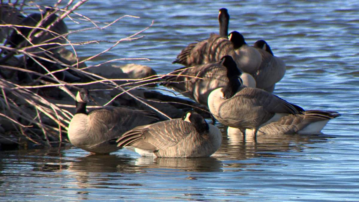 Experts say the reports of avian flu come at a time when migratory birds are gathering together in large numbers, making them more susceptible to the virus.