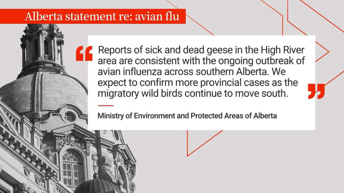 In a statement to Global News Alberta's Ministry of Environment and Protected Areas said it expects that more cases of avian flu will be confirmed as migratory wild birds continue to move south across the province.