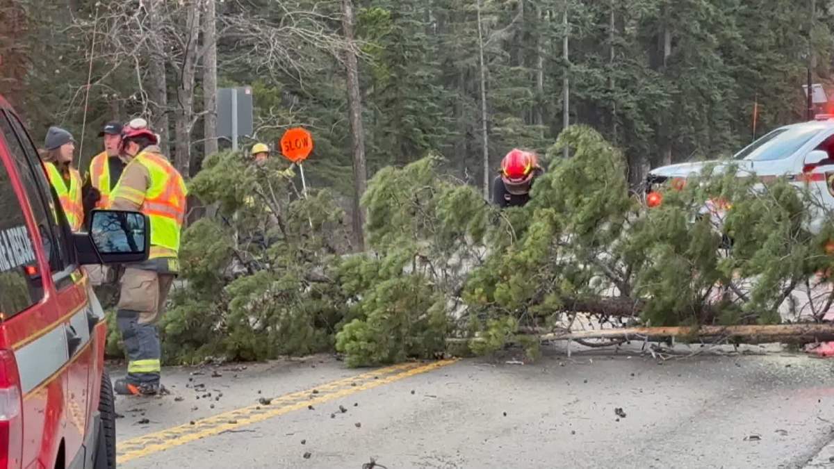 Firefighters and crews with the town of Banff work to clear a road that was blocked by a tree that was toppled in the overnight windstorm.