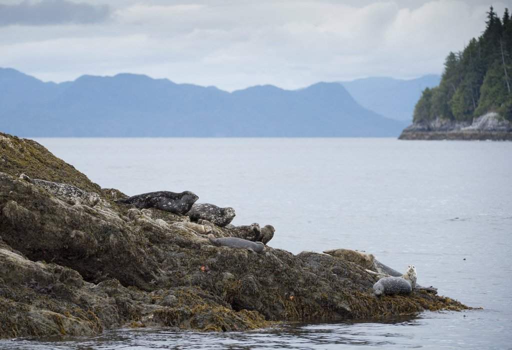 Seals lay on the rocks of a small island in Chatham Sound near Prince Rupert, B.C., Friday, June, 22, 2018.  THE CANADIAN PRESS Jonathan Hayward.