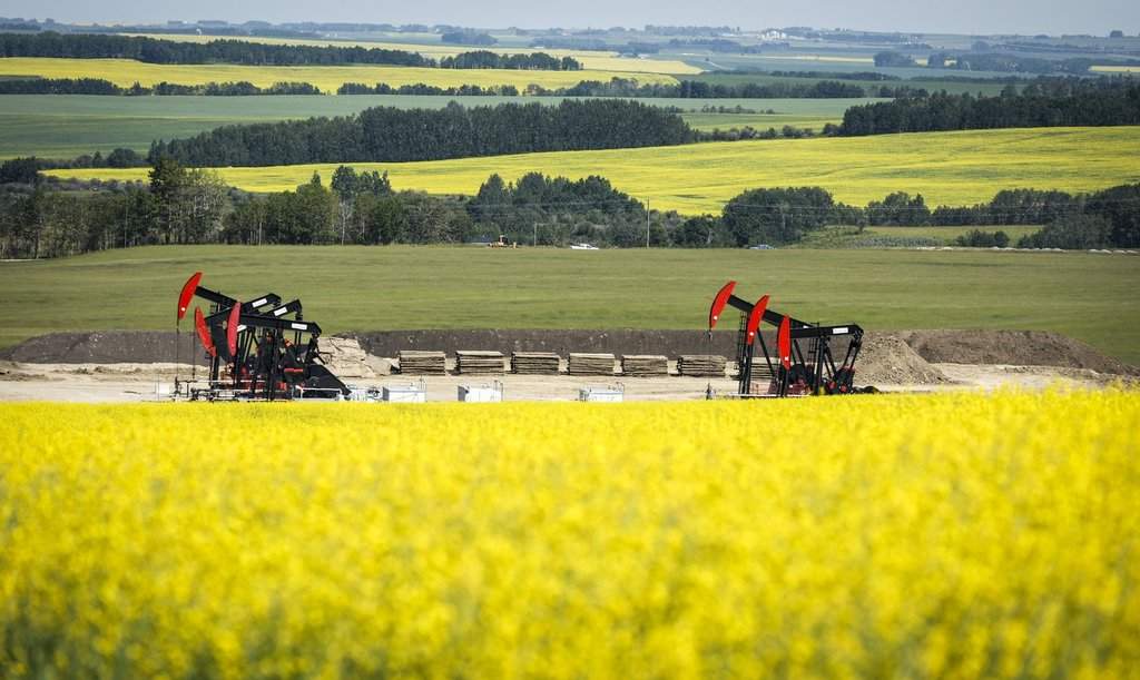 Canola farm filled with yellow flowers and crop
