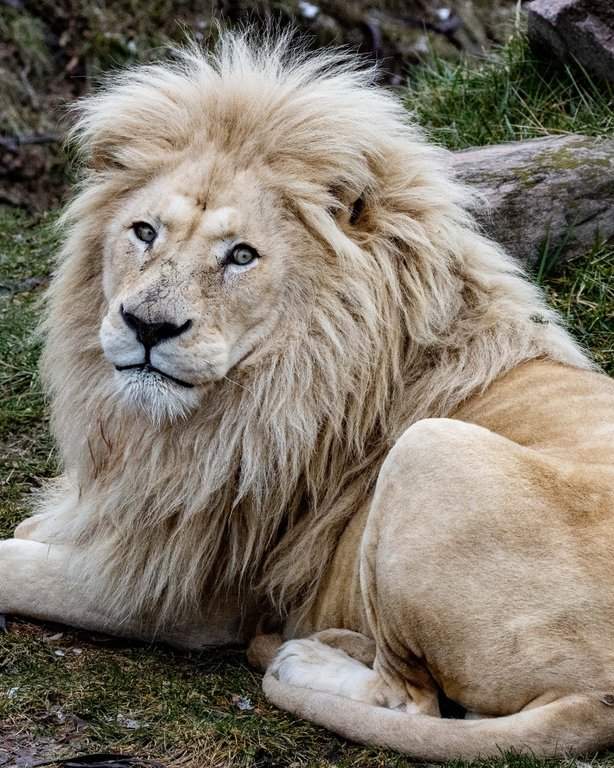 In a Friday social media post the Toronto Zoo says Fintan, a 13-year-old "majestic male white lion" was put down on Friday after receiving months of advanced care for nausea, vomiting and decreased appetite. Fintan is seen in an undated handout photo. 