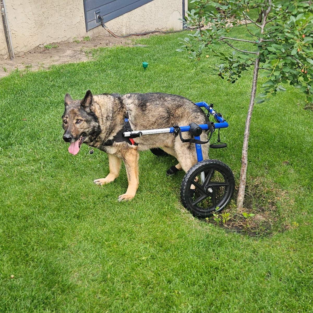 Retired Police Dog Roy in his wheelchair provided by Ned's Wish