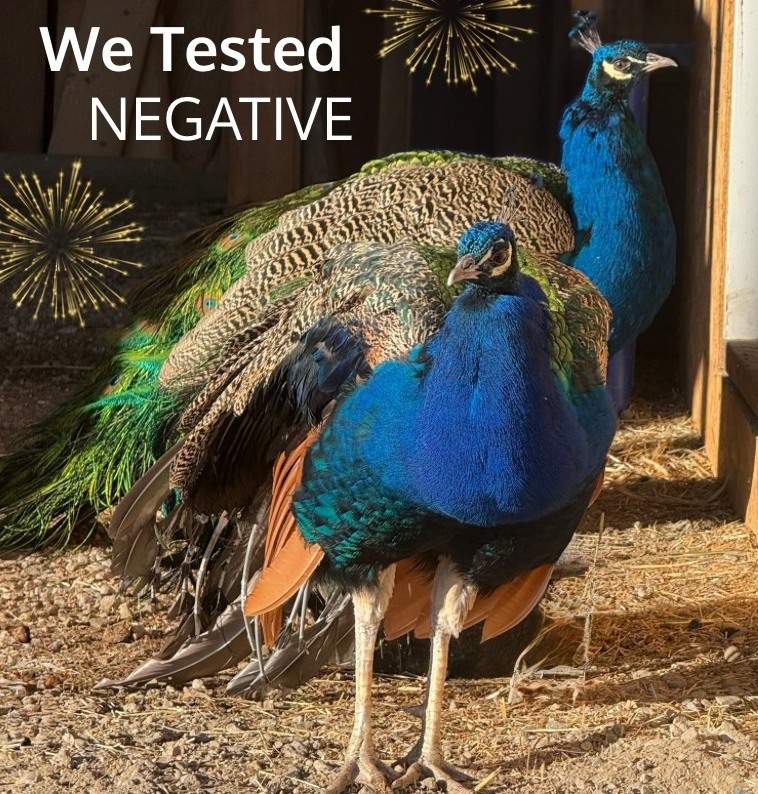 The two Critteraid peacocks do not have to be euthanized after an avian flu outbreak at the facility.
