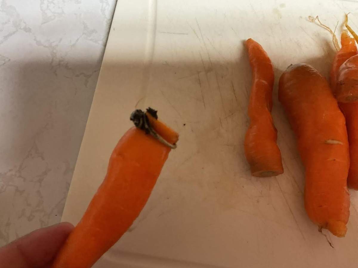 The long lost ring was found by their grandson while he was raiding their garden in Sept. and it came with an extra carrot.