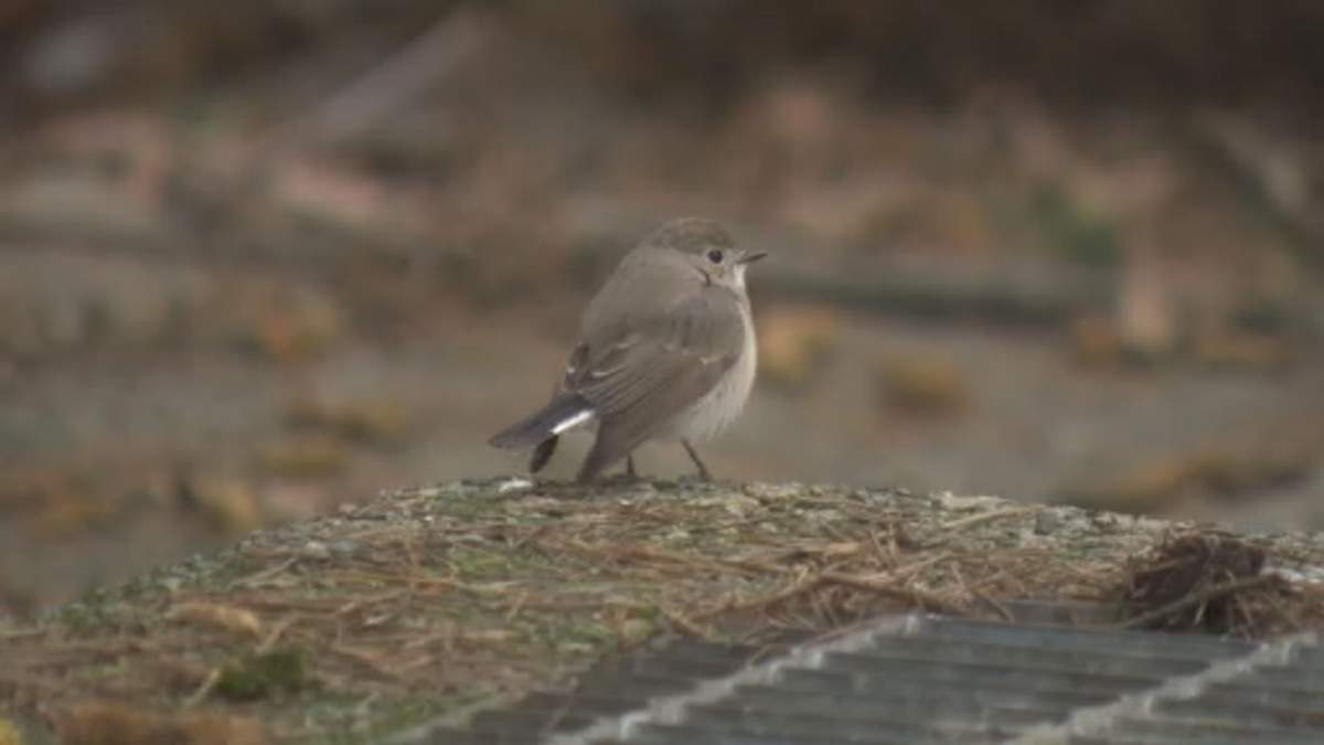A taiga flycatcher, a rare bird often seen in locations like Eurasia, is seen in Vancouver on Dec. 28, 2025. 