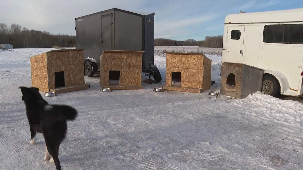 People who work for Tsuut'ina Nation public works also worked together with local carpenters to build the family some new dog houses.