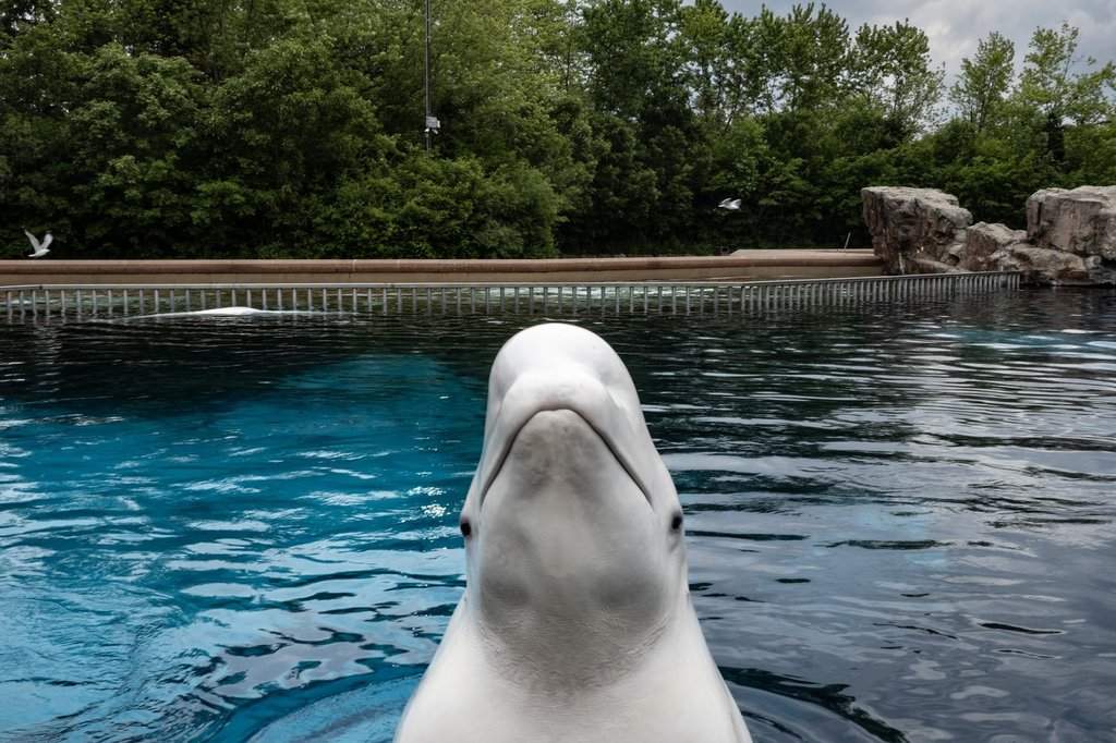 A beluga whale surfaces from a tank  to be fed by an employee at Marineland amusement park in Niagara Falls, Ont., Friday, June 9, 2023. THE CANADIAN PRESS/Chris Young.