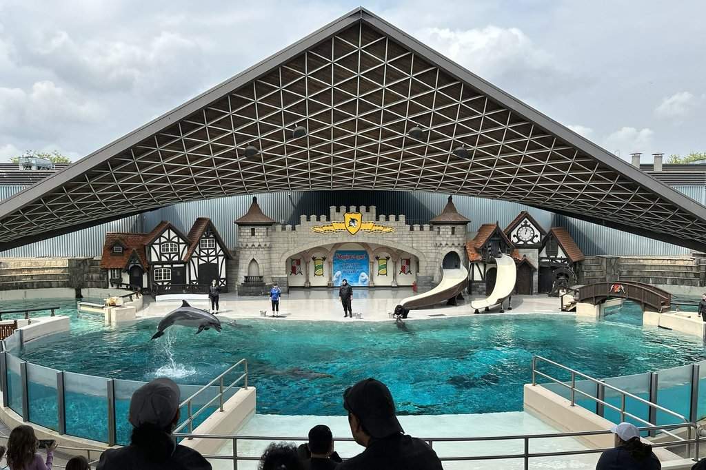 FILE: A dolphin jumps out of the water as it performs during a show at Marineland amusement park in Niagara Falls, Ont., Friday, June 9, 2023.