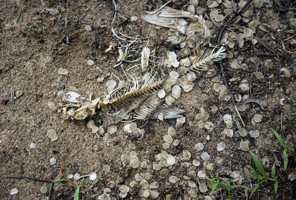 A company that operated a chemical manufacturing plant in western Quebec has been fined $1.365 million for dumping a harmful substance into the Lievre River in 2019. The remains of a dead fish lie on a beach along the Ottawa River, near the end of the Lievre River in the Gatineau community of Masson-Angers. 