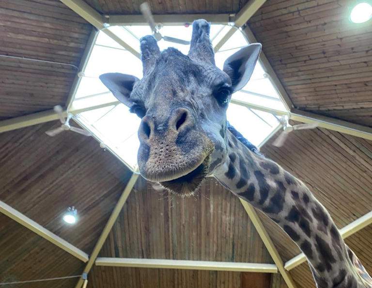 The Toronto Zoo says Kiko, a 13-year-old Masai giraffe, died after becoming caught in an opening door while being moved within his behind-the-scenes habitat.