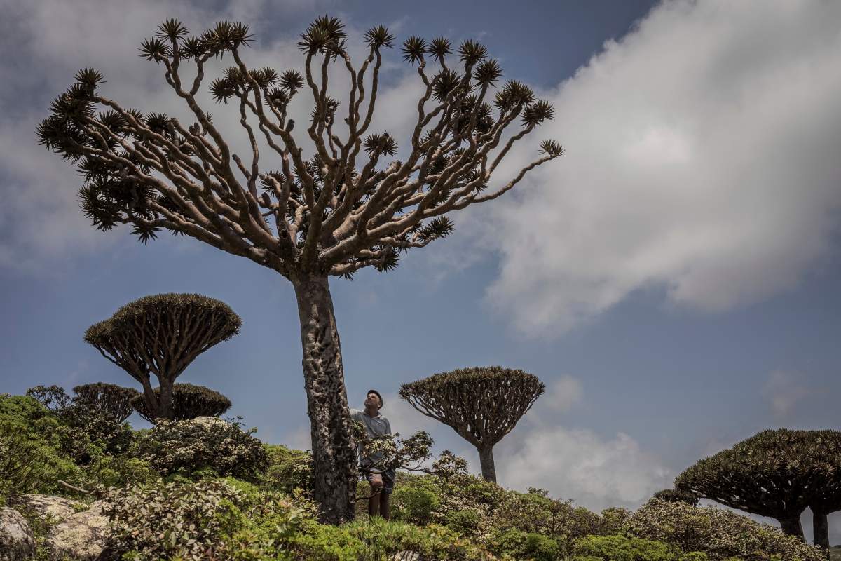 Ecotourism guide Sami Mubarak poses for a portrait beneath an ailing dragon's blood tree on the Yemeni island of Socotra, Sept. 19, 2024.