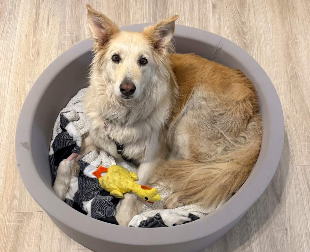 This photo shows Abbie, a 9-year-old golden retriever mix, Monday, Jan. 5, 2026, in West Columbia, S.C. (Katy Cowan/Final Victory Animal Rescue via AP).