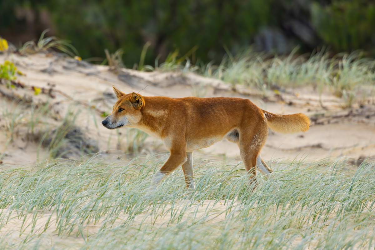 K'gari, formerly known as Fraser Island is 123 kilometres long and is the largest sand island in the world.