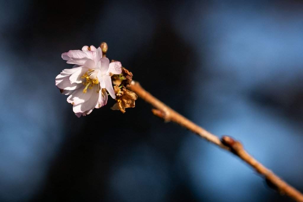 A cherry blossom is pictured blooming on a branch in North Vancouver, on Monday, Jan. 19, 2026. THE CANADIAN PRESS/Ethan Cairns.