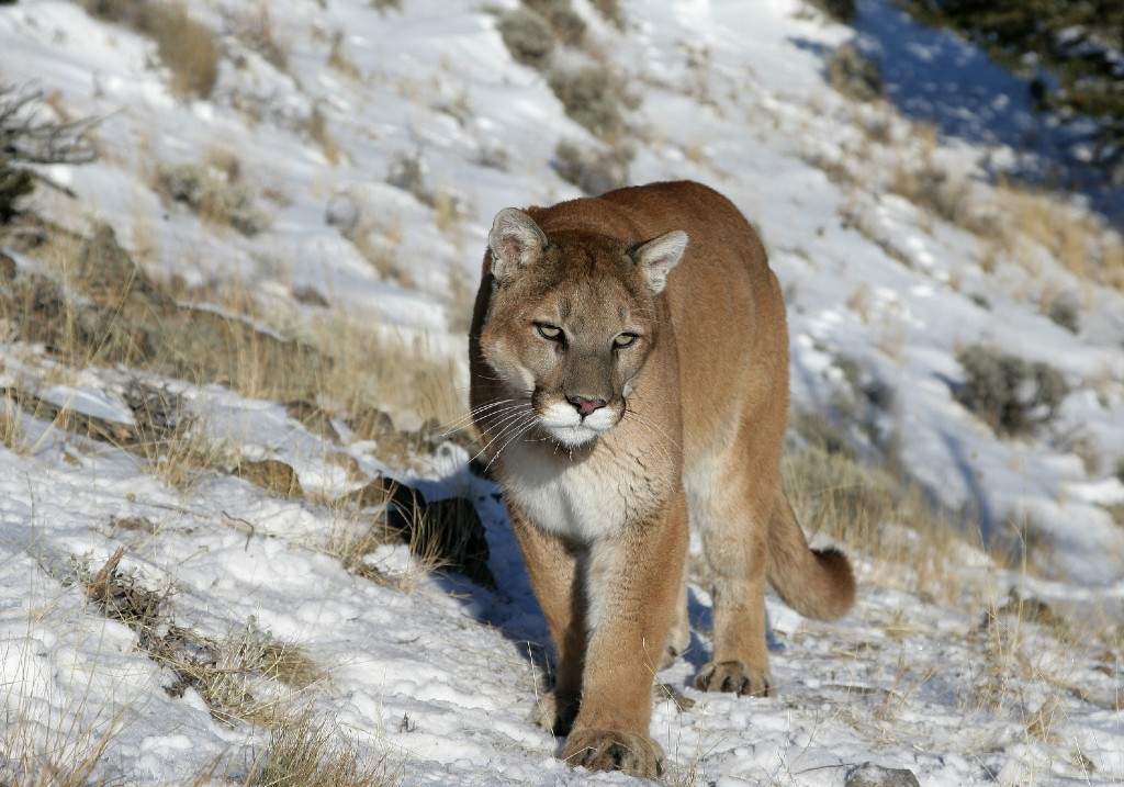 A file photo of a mountain lion in the Rocky Mountains.