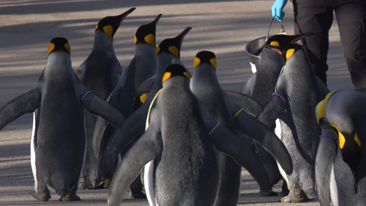 The Calgary Zoo's penguin walk normally takes place on Saturday mornings from January to March, but also depends on the weather.