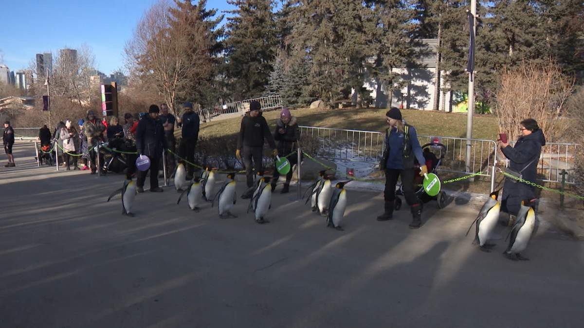 The king penguins range in age from 2 to 27 years and some of them have been taking part in the Saturday morning waddle for all 14 years that it has been taking place.