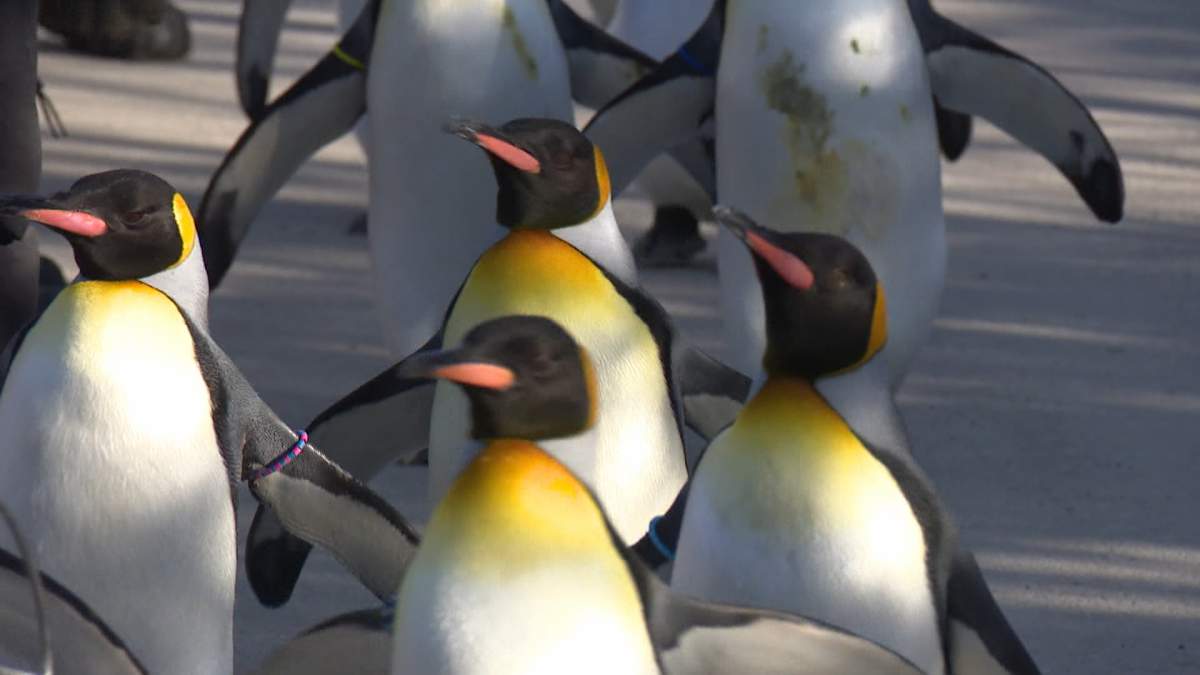 The Calgary Zoo's penguin walk kicked off its 14th year with a Wednesday morning waddle by more than a dozen penguins.