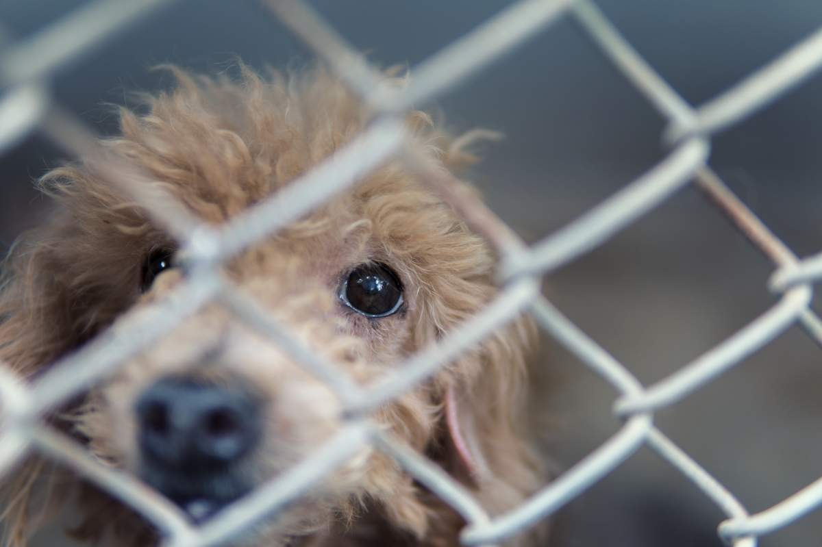 Stray dog rescue