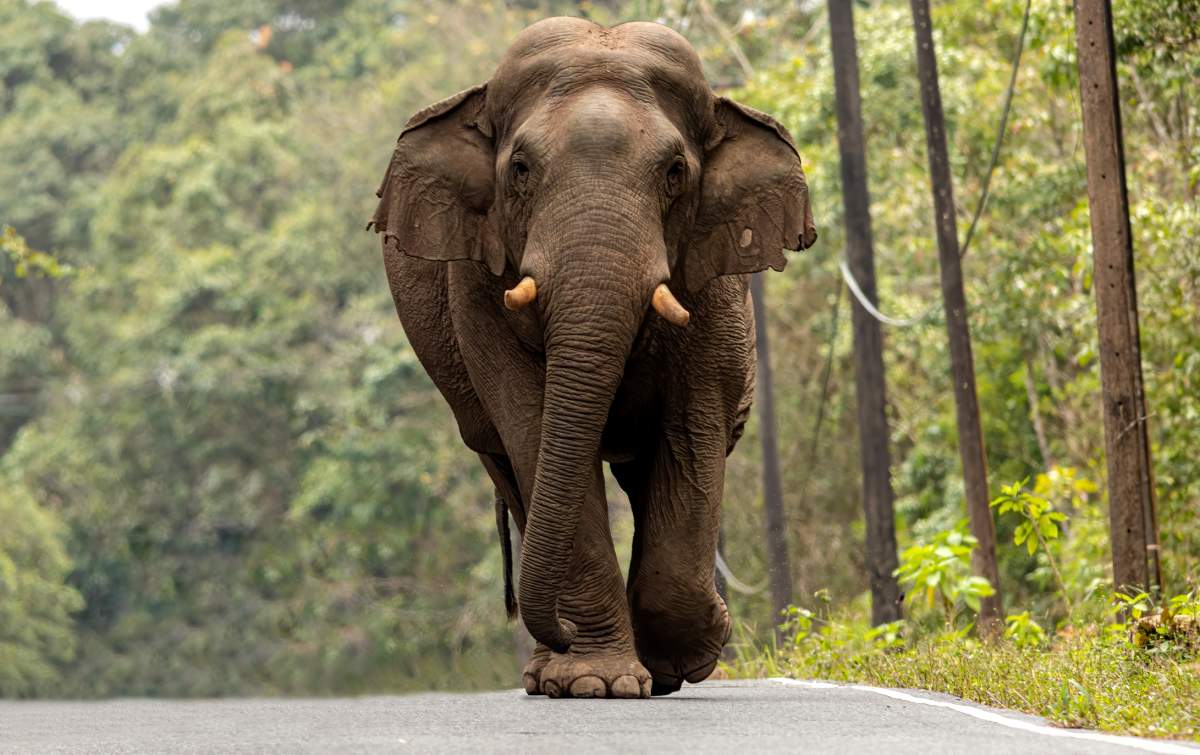 Elephant in Khao Yai National Park, Thailand