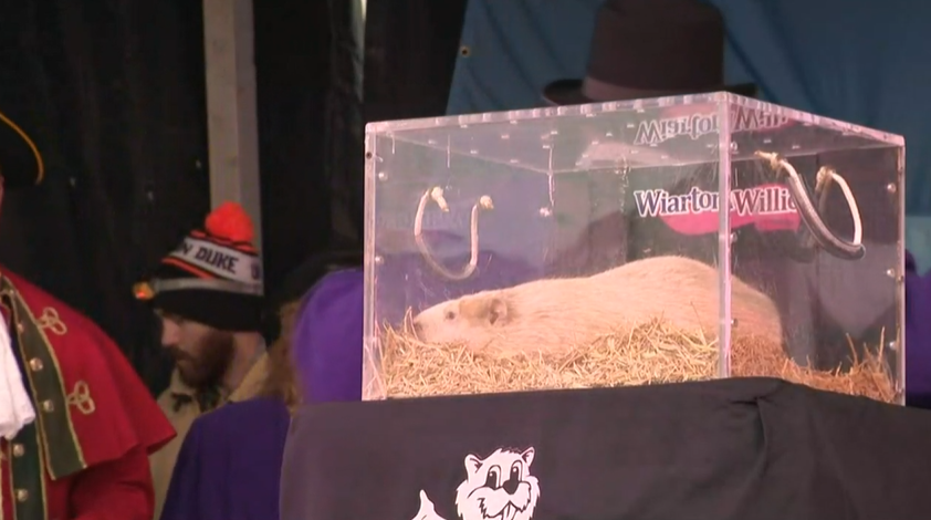 Image of Wiarton Willie on Feb. 2, 2026.