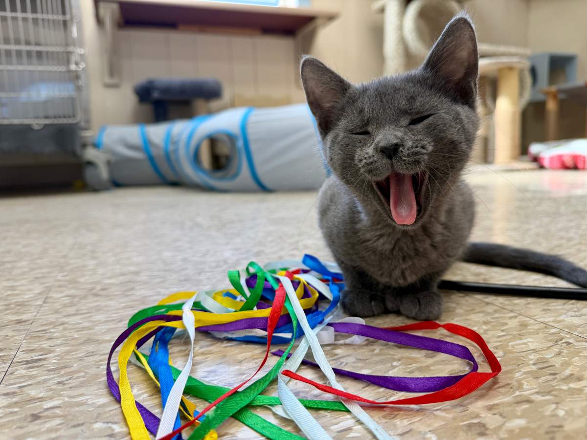 Bide Awhile says that once animals are cleared by veterinarians for adoption, like this kitten here, they're quickly adopted into new homes because interest is so high.