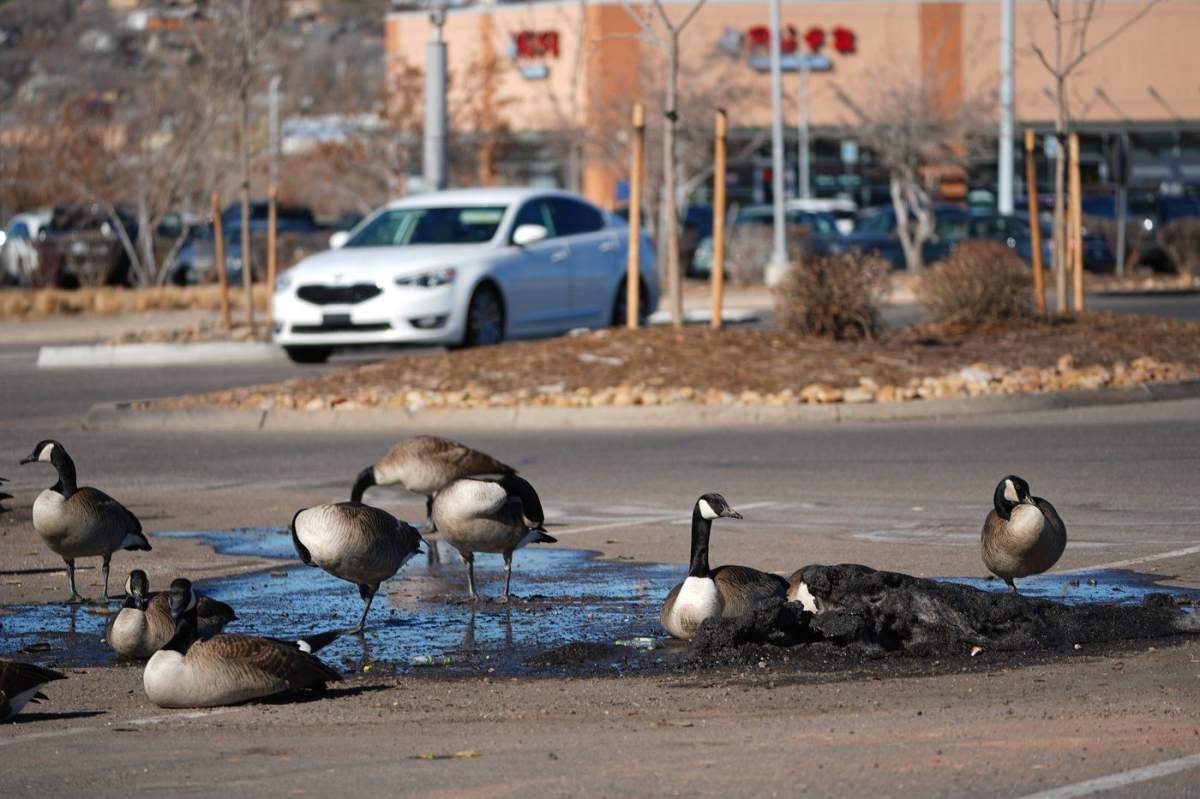 Canada geese sit in a small bank of dirt-covered snow melting in a parking lot in Sheridan, Co., on Feb. 6. 2026.
