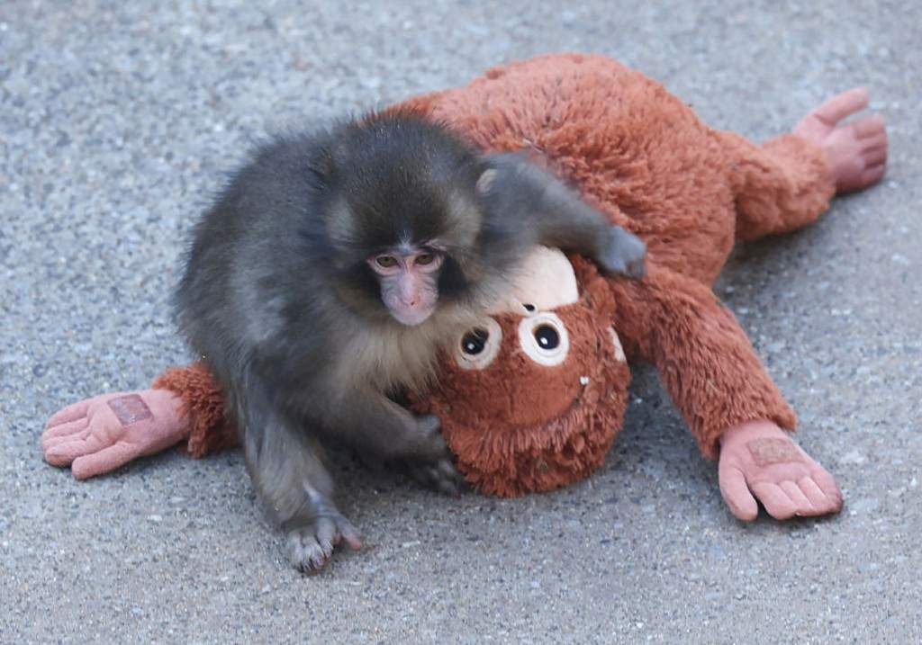 This photo taken on February 19, 2026 shows a 7 month-old male macaque monkey named Punch, who was abandoned by his mother shortly after birth, spending time with a stuffed orangutan toy at Ichikawa City Zoo and Botanical Gardens in Chiba Prefecture.