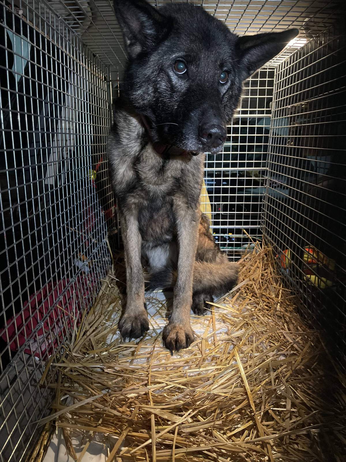 A photo of Chilli when she was rescued by the Scent Rescue Team earlier this week.