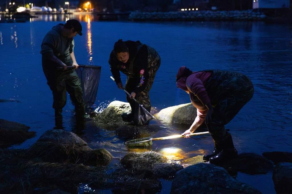 Indigenous fishers dip for elvers on the Hubbards River, in Hubbards, N.S., on April 15, 2025. THE CANADIAN PRESS/Kelly Clark.