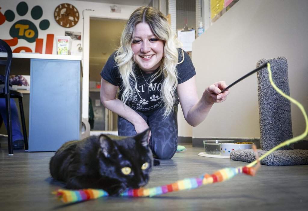 Leanne McManus plays with black cat Bowie at Tails to Tell Animal Rescue in Crossfield, Alta., on Wednesday, March 11, 2026. THE CANADIAN PRESS/Jeff McIntosh.