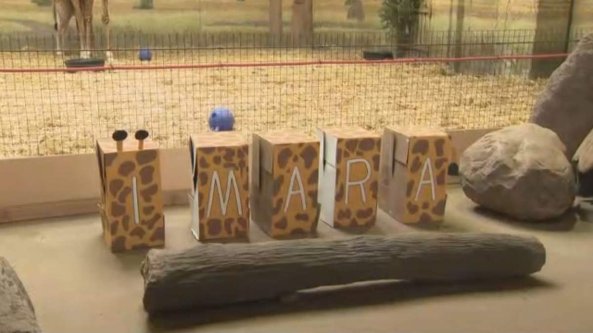 Boxes display the name of the Toronto Zoo’s baby giraffe, with the majority of visitors voting for “Imara.”