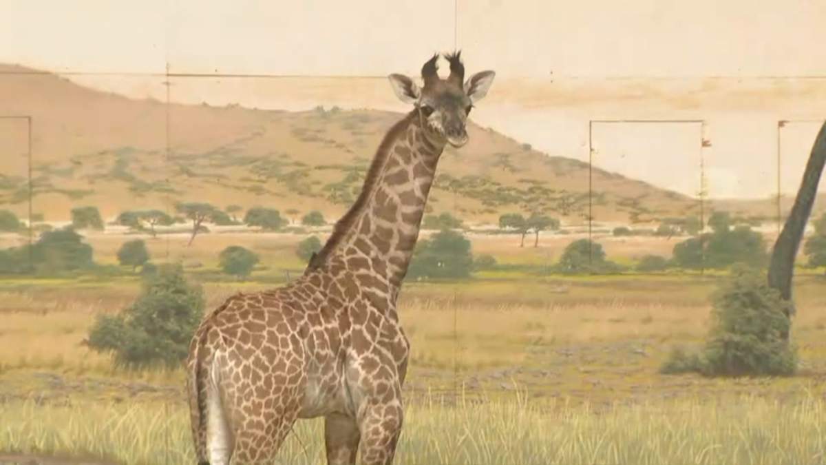 Imara the Masai giraffe looks at the camera after her name was revealed on March 31, 2026.