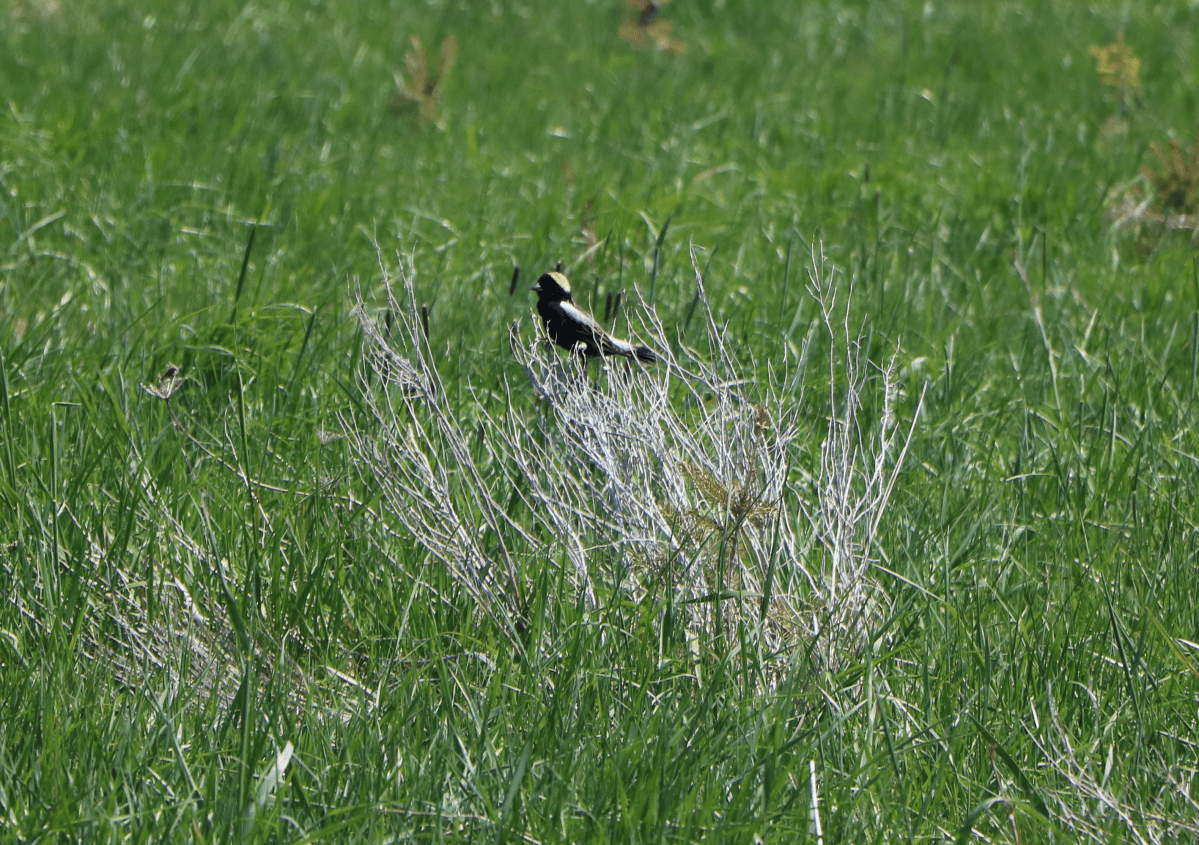 Cataraqui Conservation is seeking contractors to help restore nearly 23 hectares of grassland at Lemoine Point to protect threatened bird species like the bobolink.