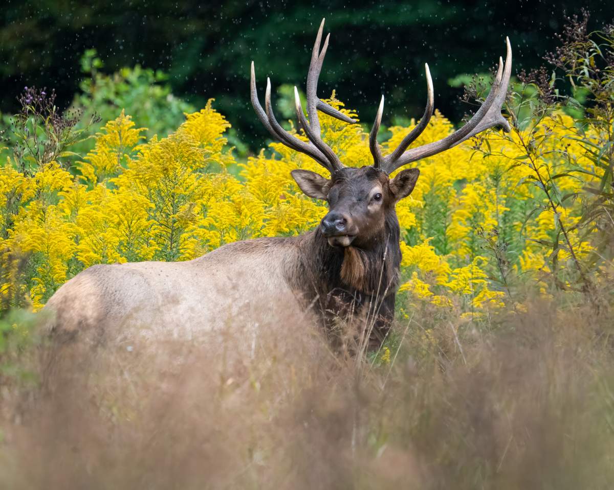 This bull elk is pausing among the beautiful late summer goldenrod.  