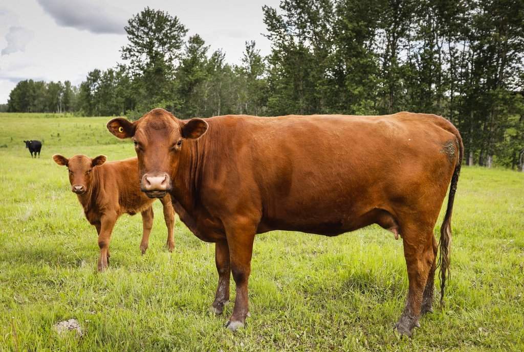 Cows and their calves graze in a pasture on a farm near Cremona, Alta., Wednesday, June 26, 2019. THE CANADIAN PRESS/Jeff McIntosh.