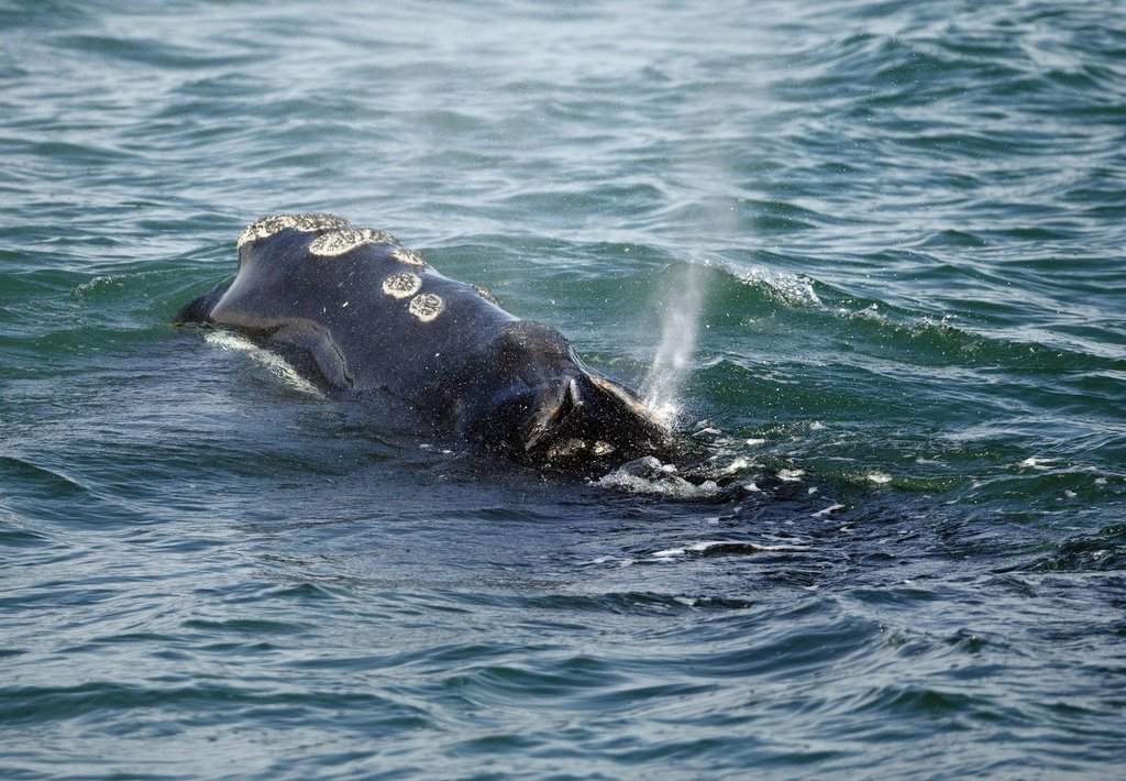 A North Atlantic right whale feeds on the surface of Cape Cod bay off the coast of Plymouth, Mass., on March 28, 2018. THE CANADIAN PRESS/AP, Michael Dwyer.