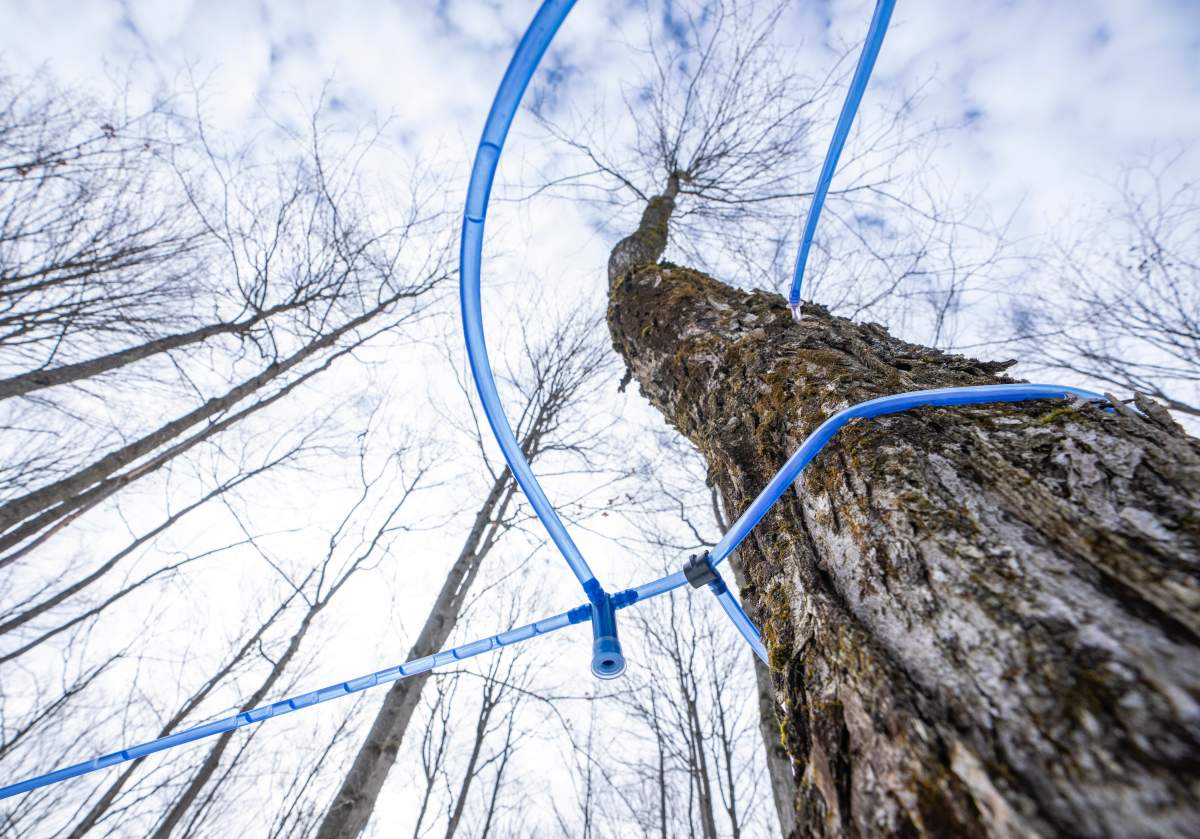 Trees are tapped in a maple grove at Erabliere Cote et Fils in Roxton Pond, Que., on Monday, March 9, 2026. i